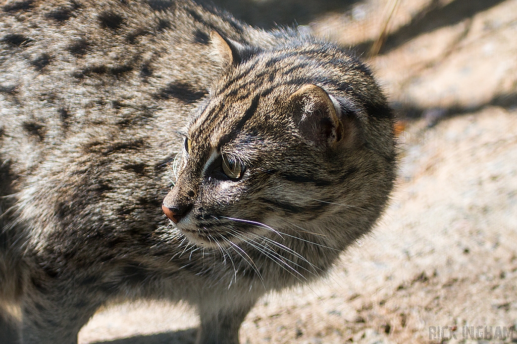 Fishing Cat