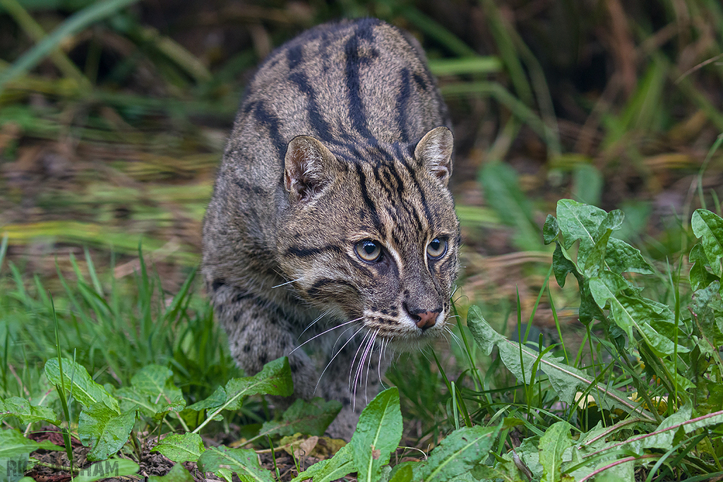 Fishing Cat