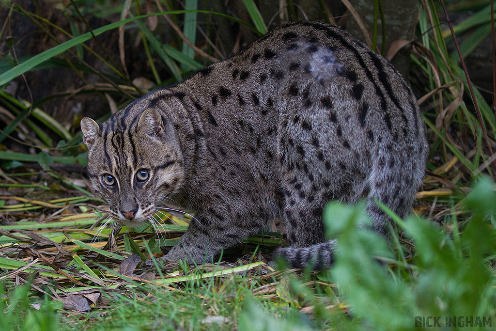 Fishing Cat