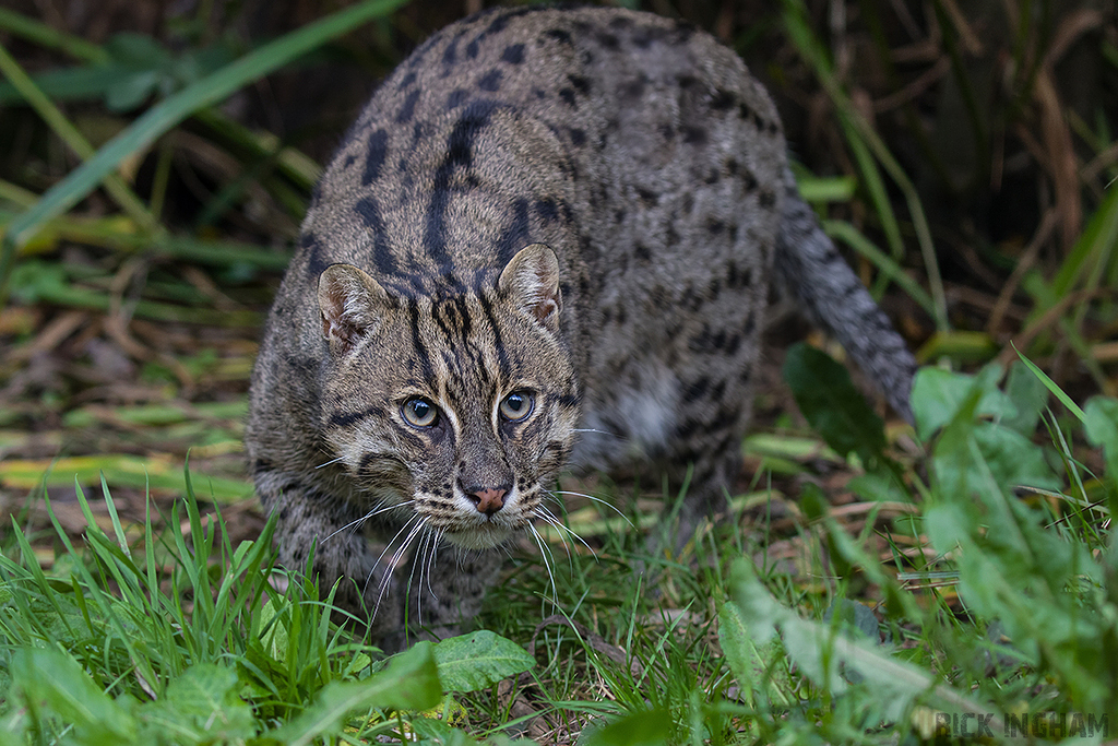 Fishing Cat