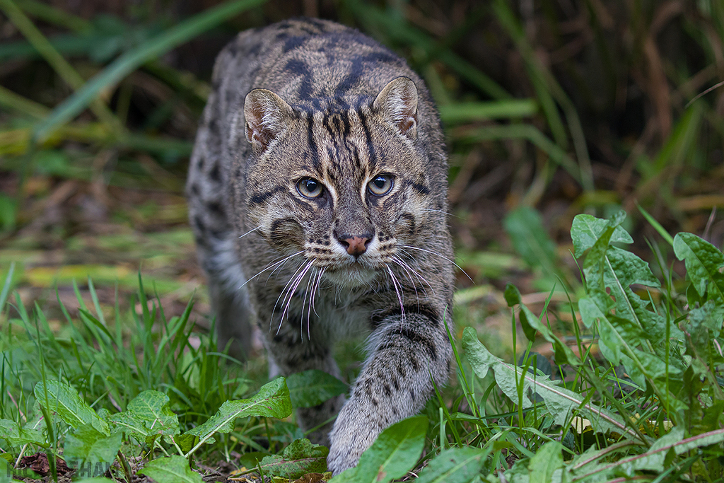 Fishing Cat