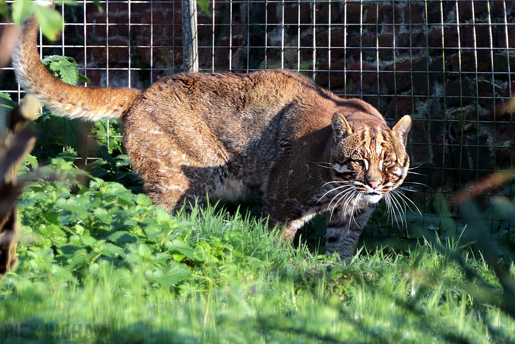 Asian Golden Cat