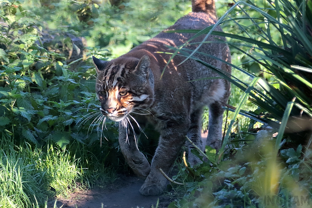 Asian Golden Cat