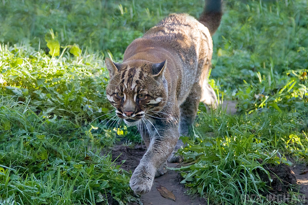 Asian Golden Cat