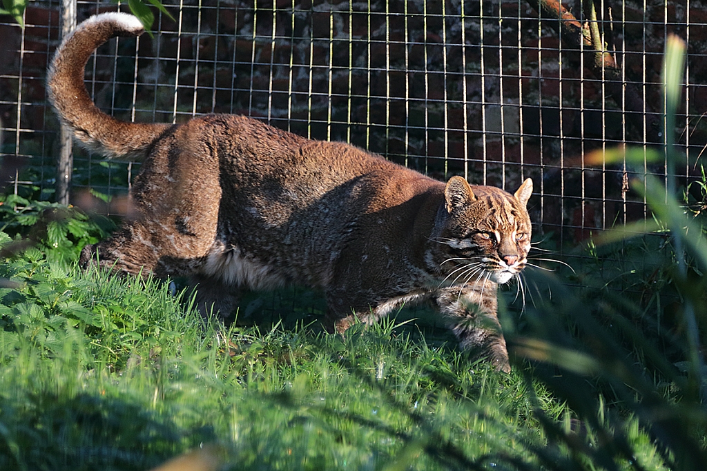 Asian Golden Cat