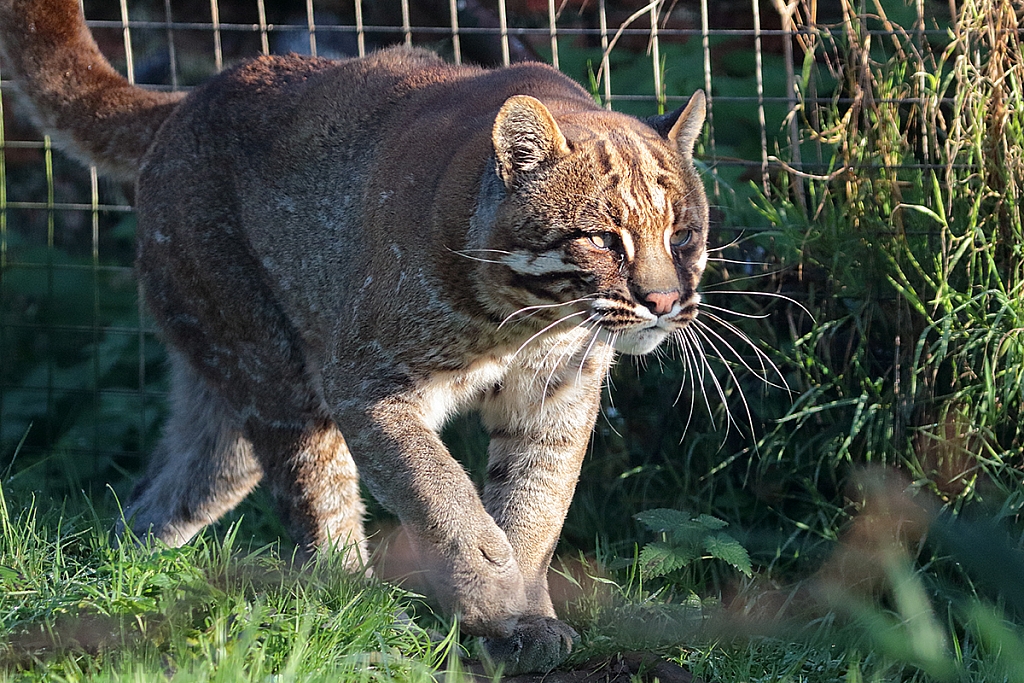 Asian Golden Cat