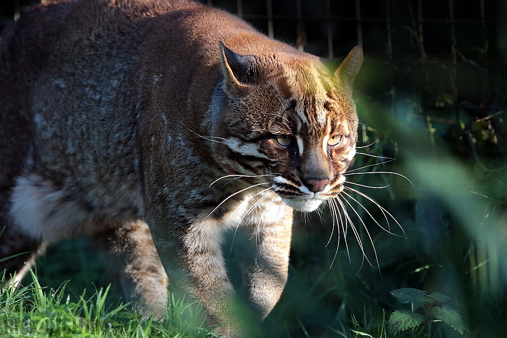 Asian Golden Cat