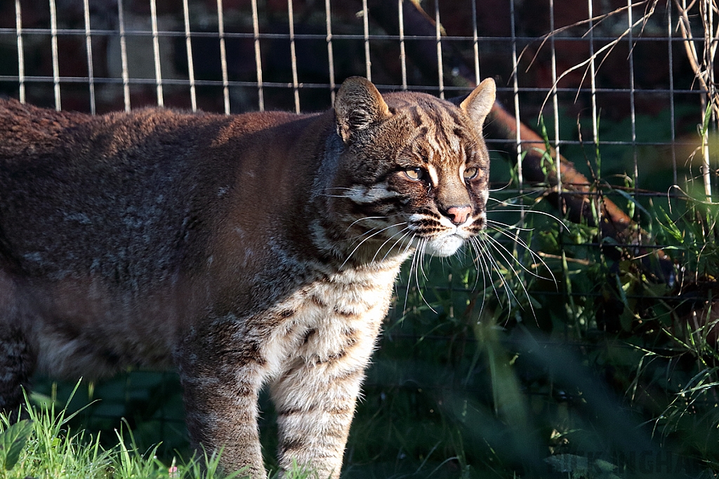 Asian Golden Cat