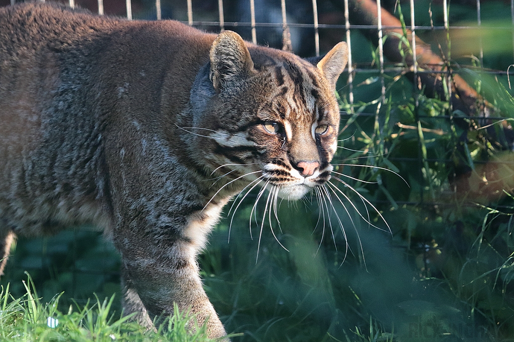 Asian Golden Cat