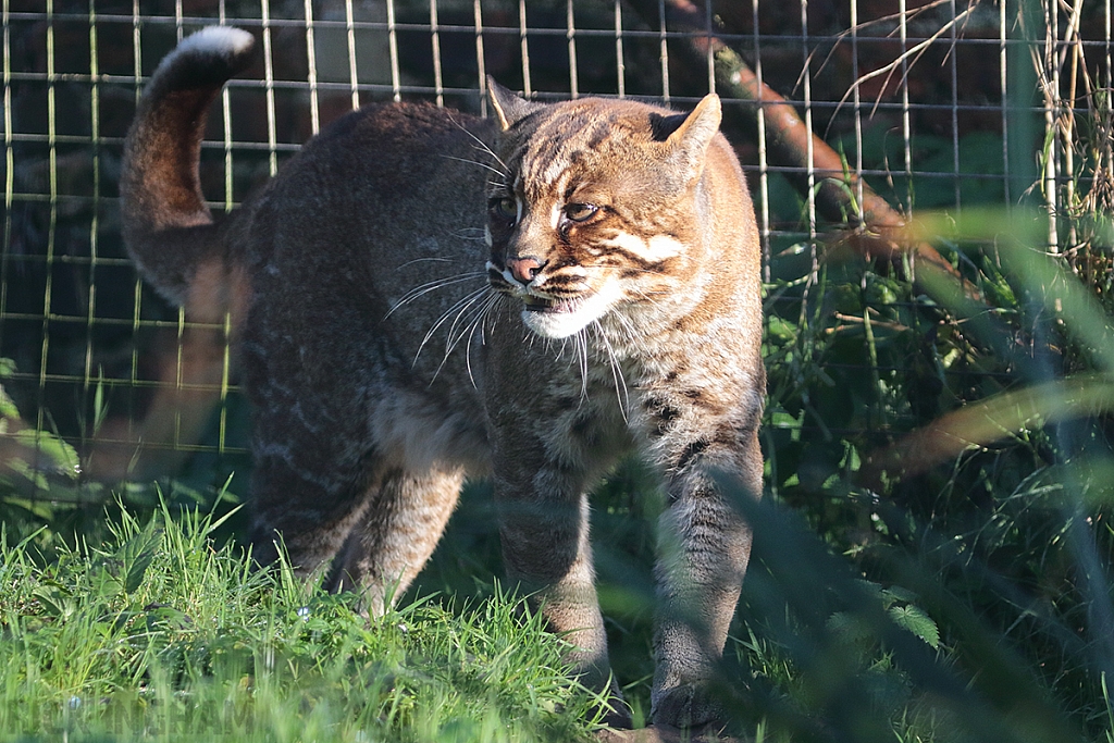 Asian Golden Cat