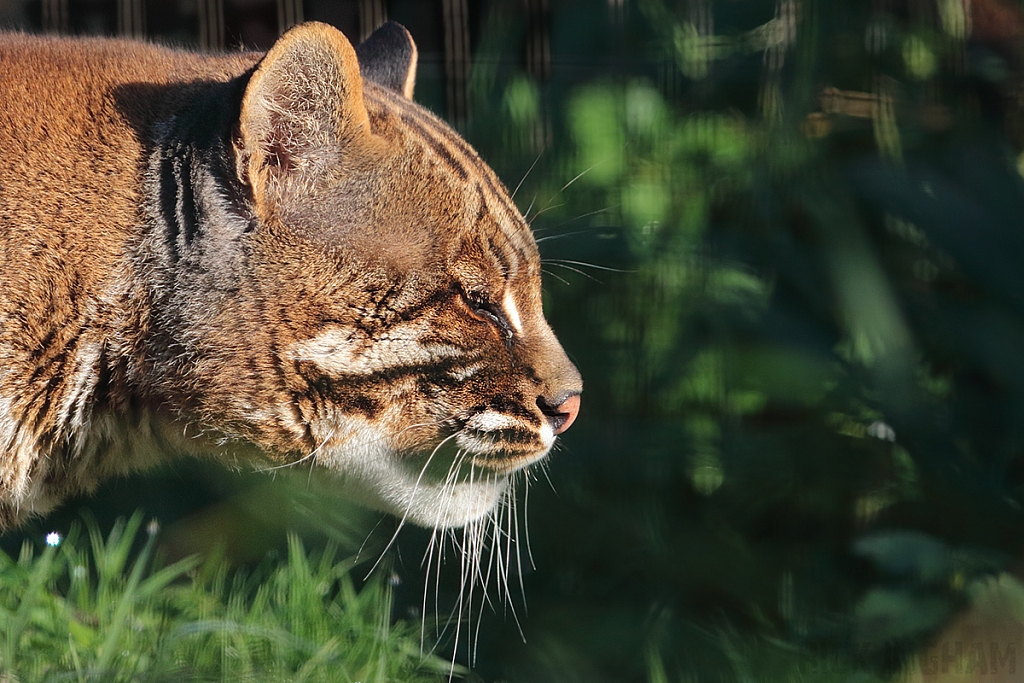 Asian Golden Cat