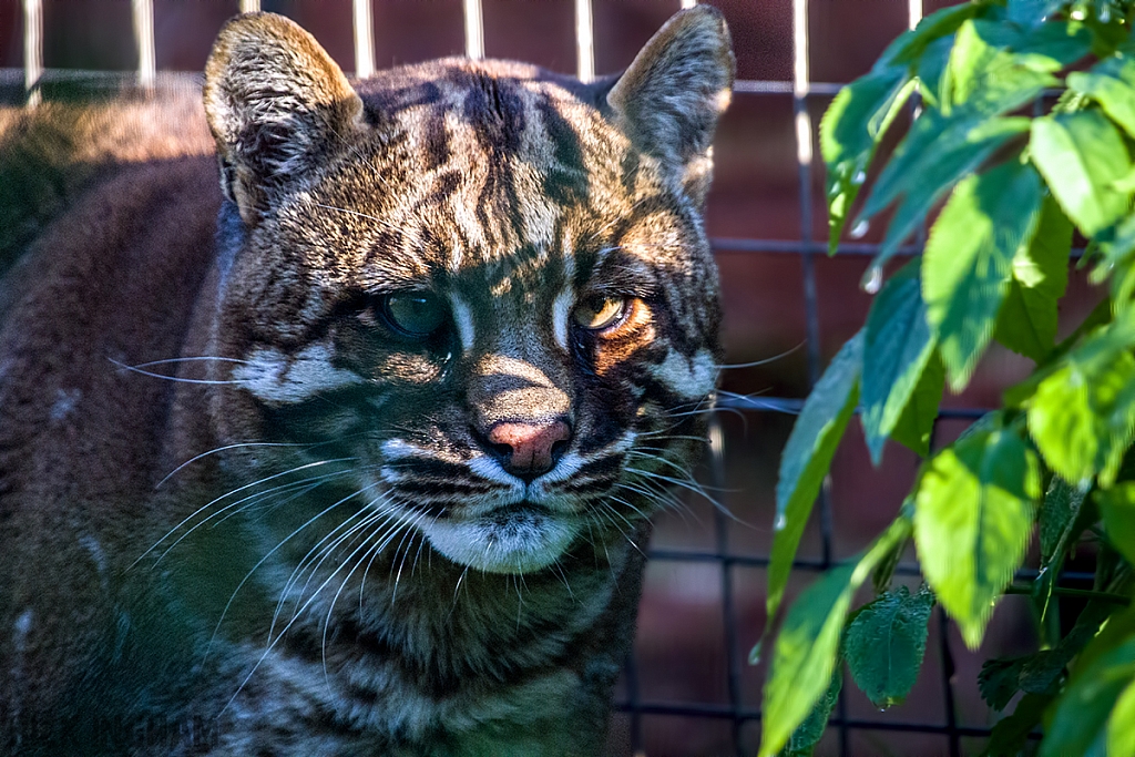 Asian Golden Cat