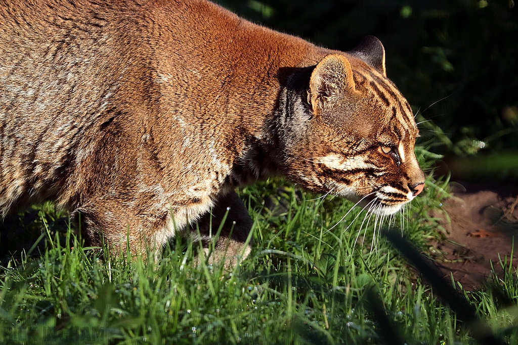 Asian Golden Cat