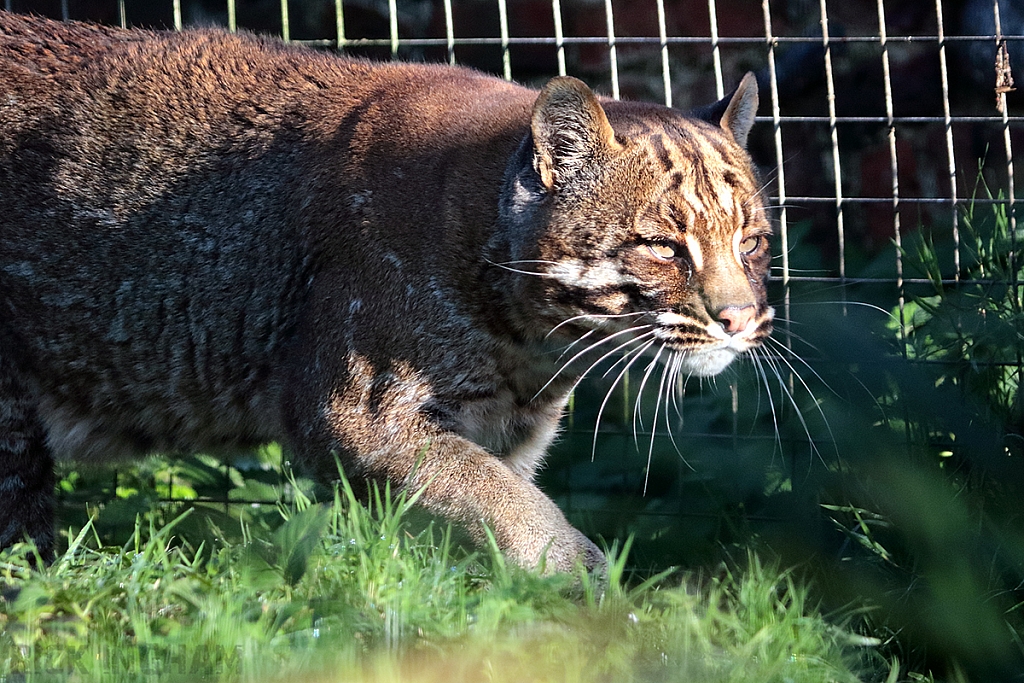 Asian Golden Cat