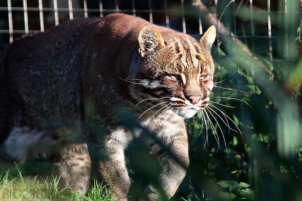 Asian Golden Cat