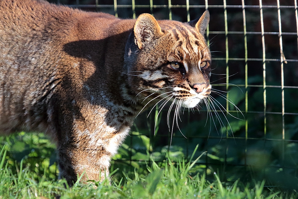 Asian Golden Cat