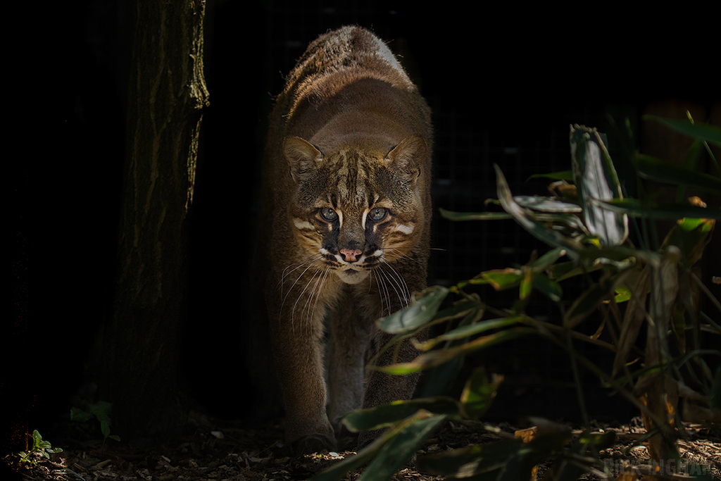 Asian Golden Cat