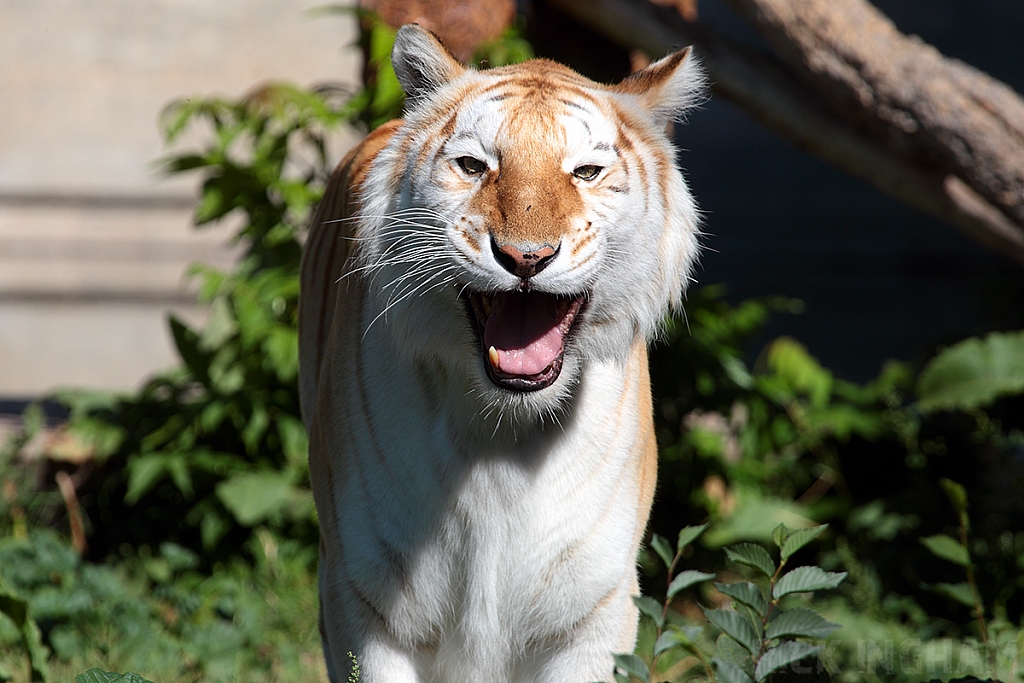 Bengal Golden Tiger