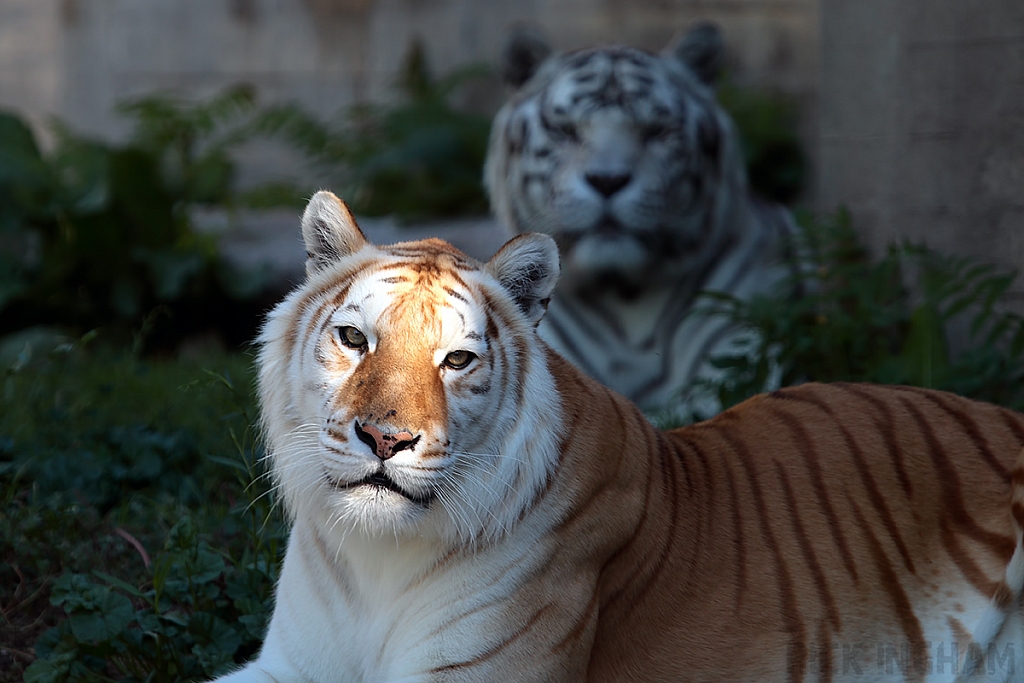 Bengal Golden Tiger