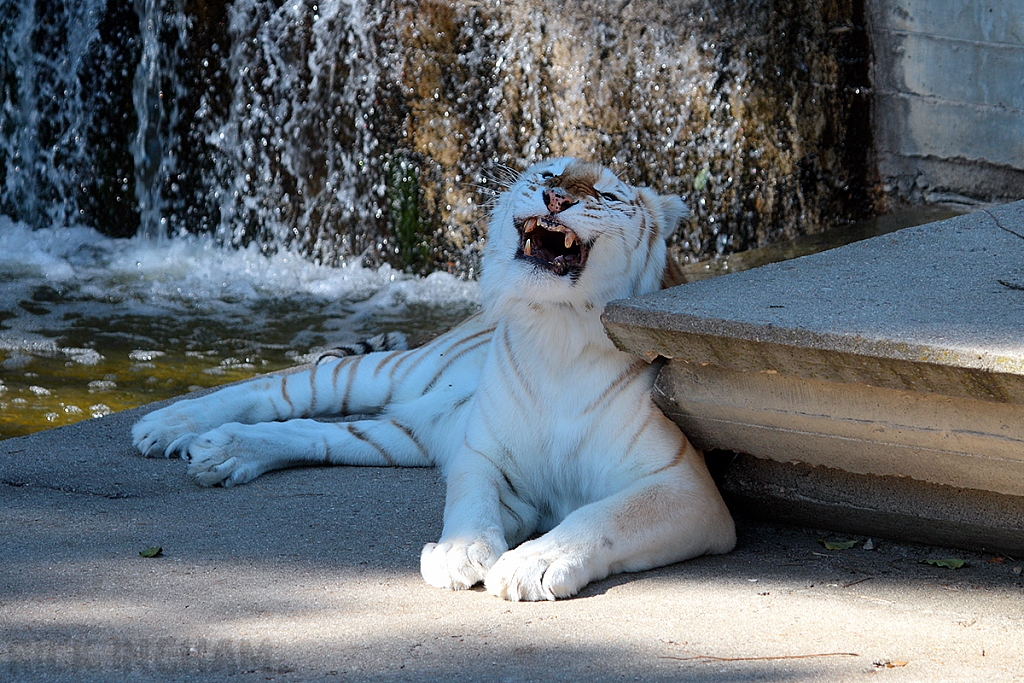 Bengal Golden Tiger