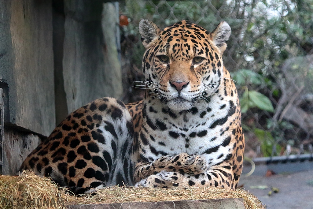 Jaguar