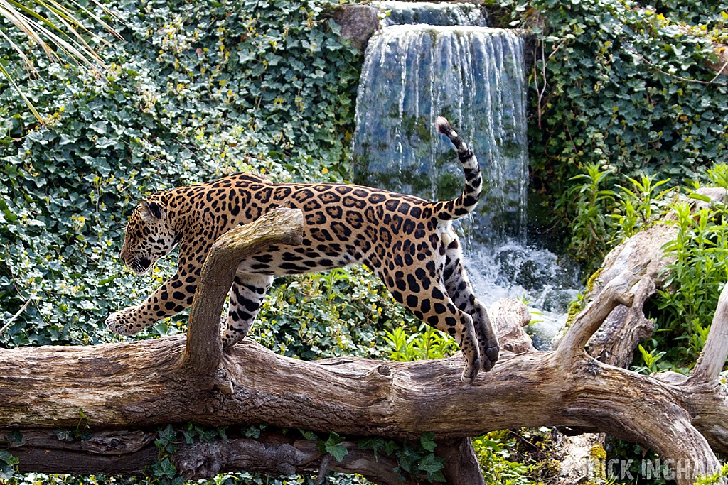 Jaguar