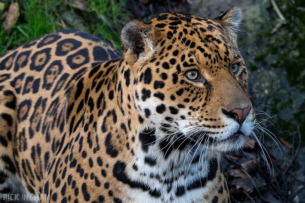 Jaguar