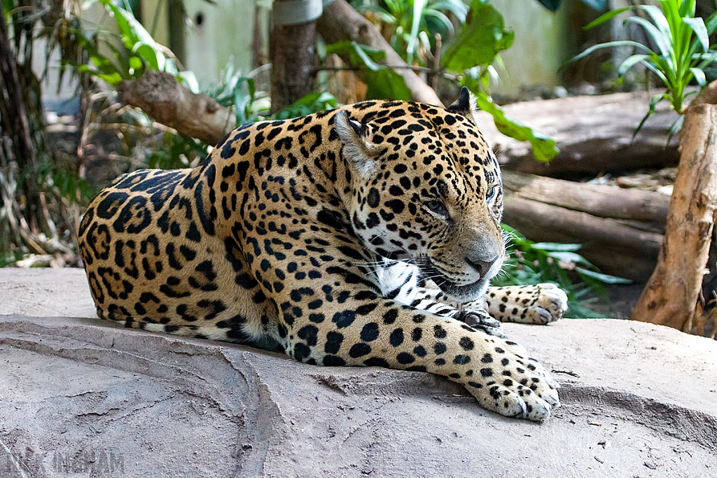 Jaguar