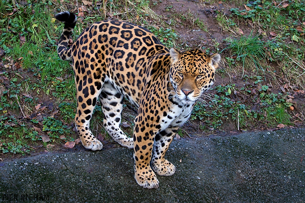 Jaguar