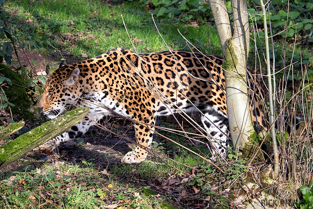 Jaguar