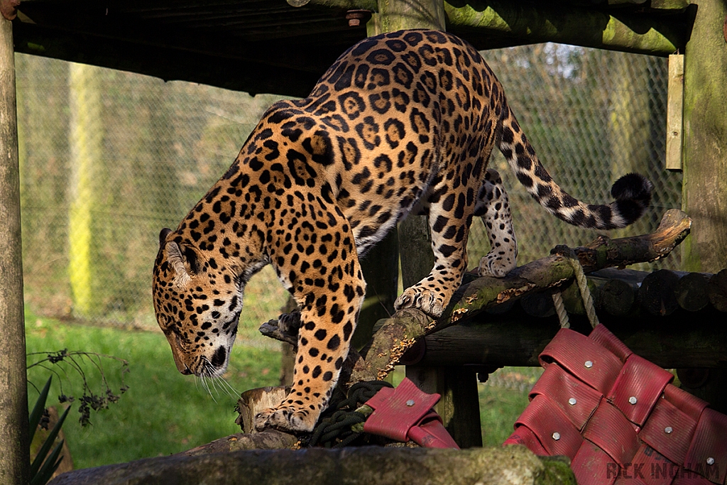 Jaguar