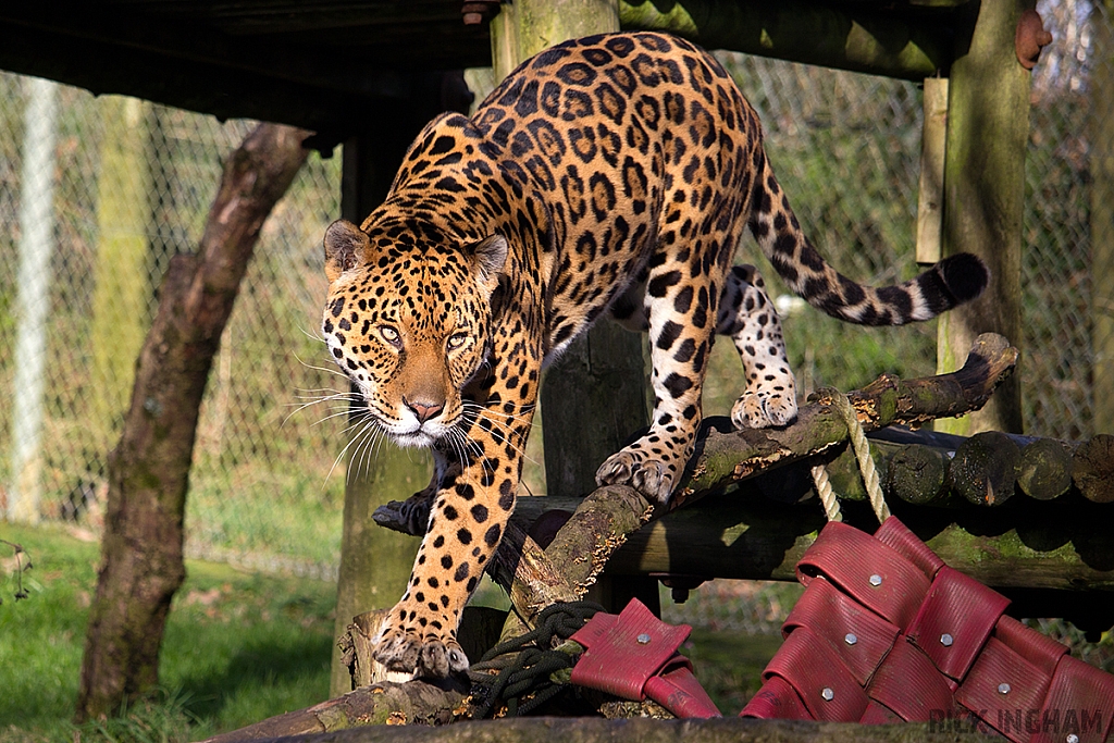 Jaguar