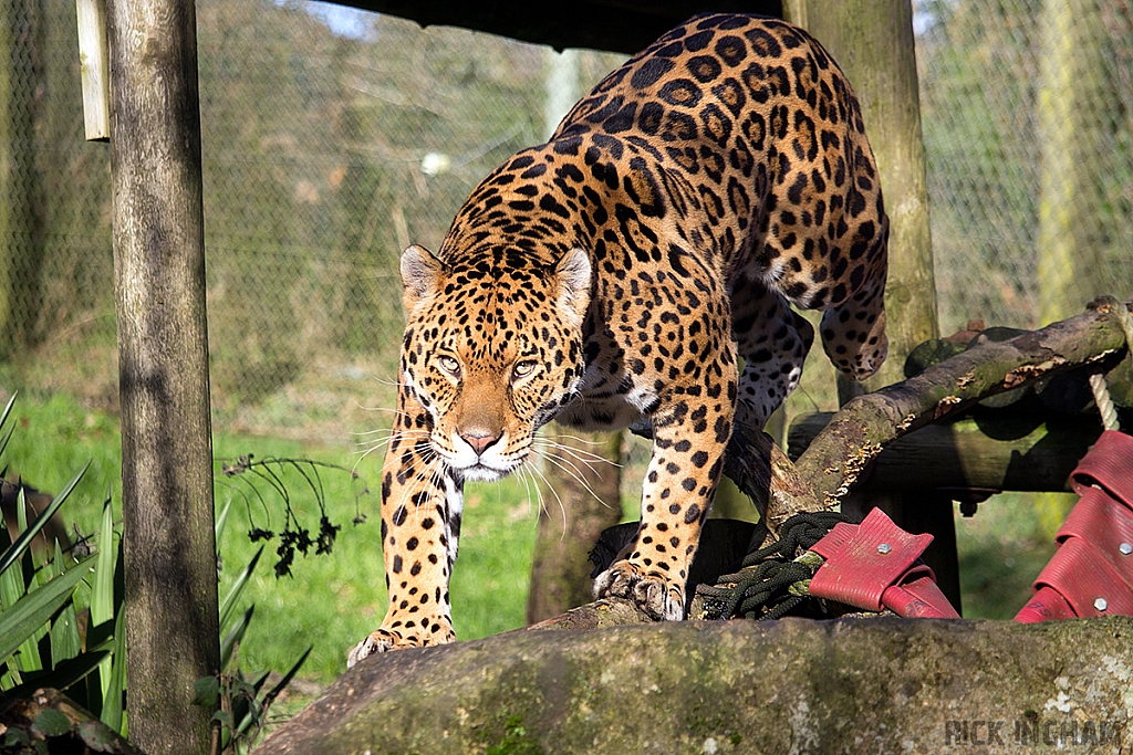 Jaguar