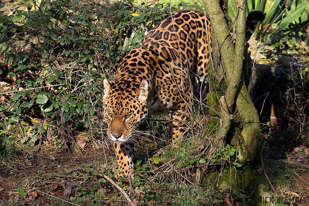 Jaguar