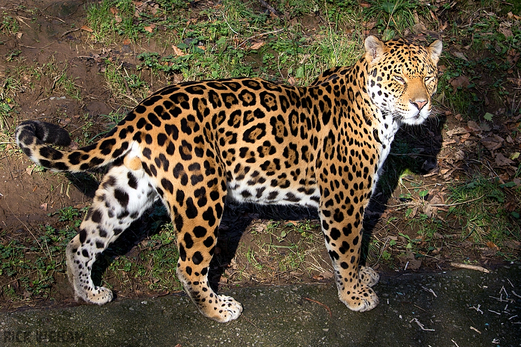 Jaguar