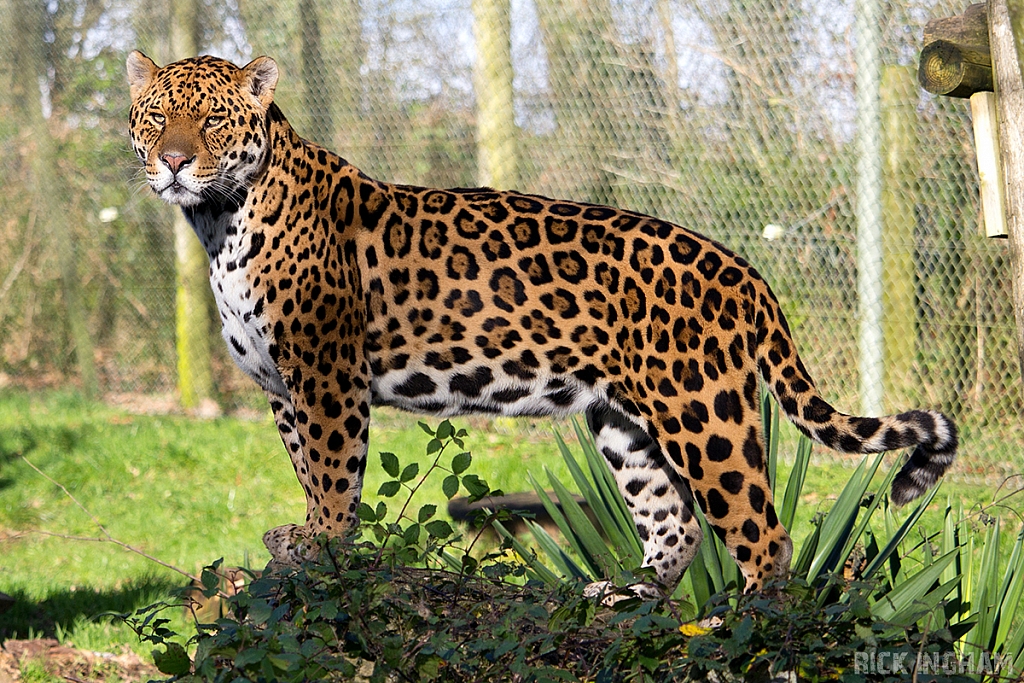 Jaguar