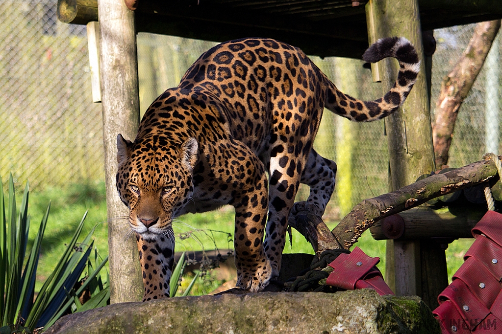 Jaguar