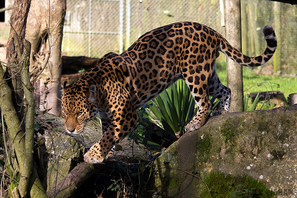 Jaguar