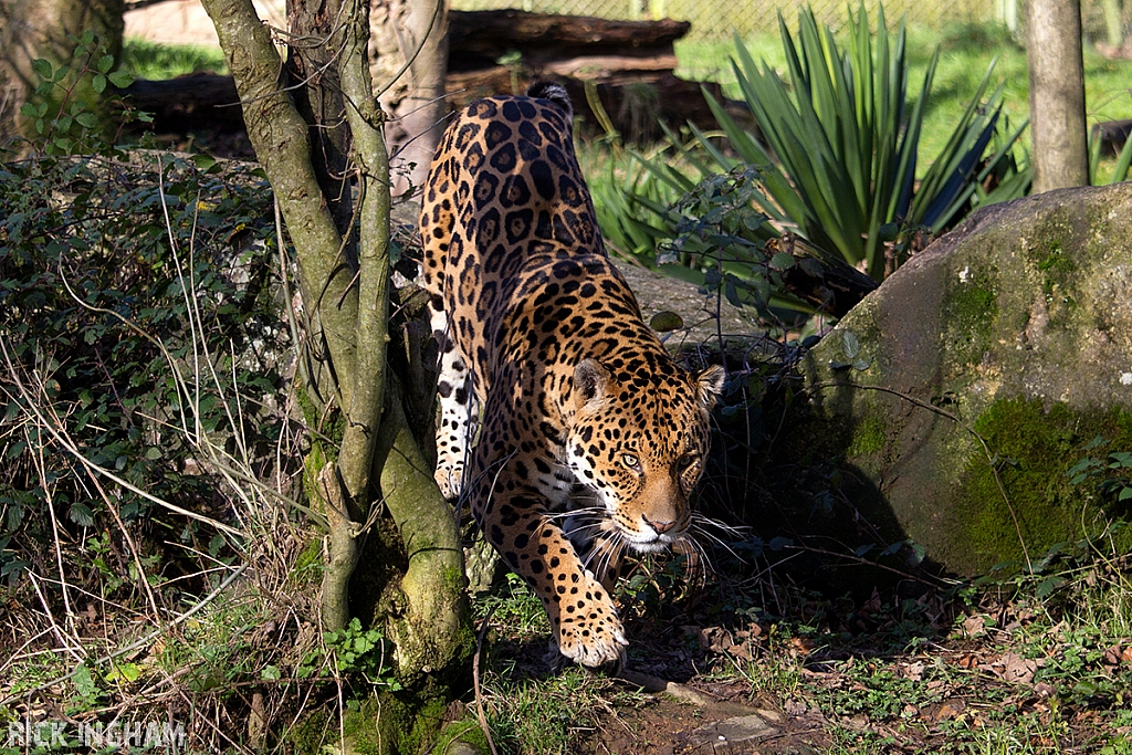 Jaguar