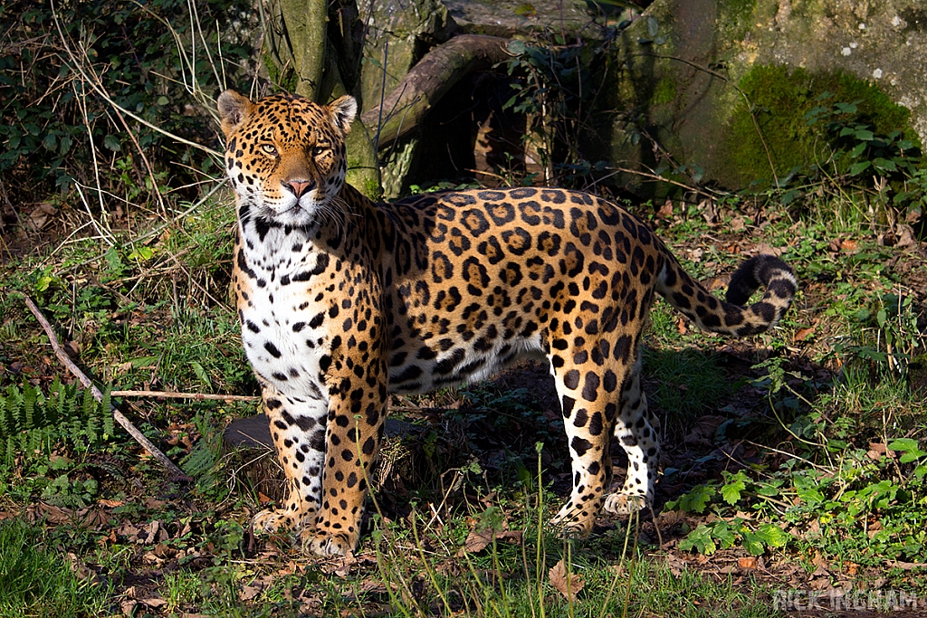Jaguar