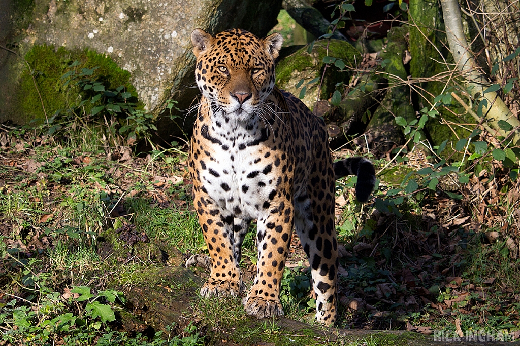 Jaguar