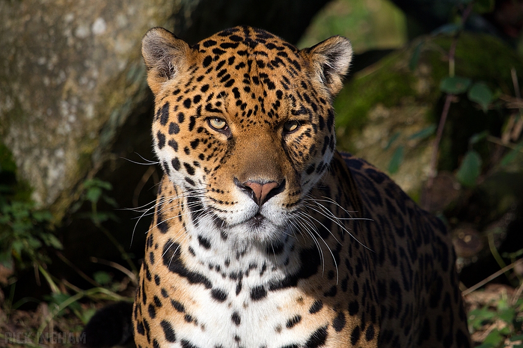 Jaguar