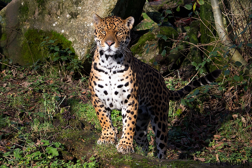 Jaguar