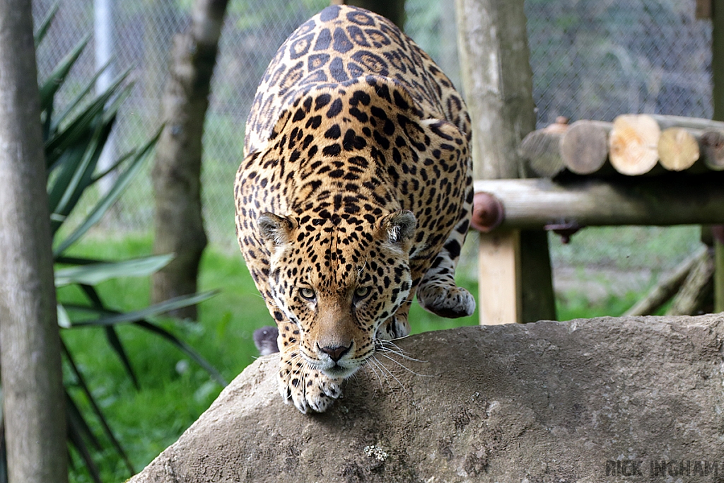 Jaguar