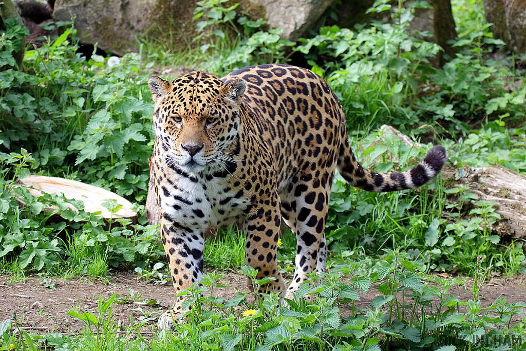 Jaguar