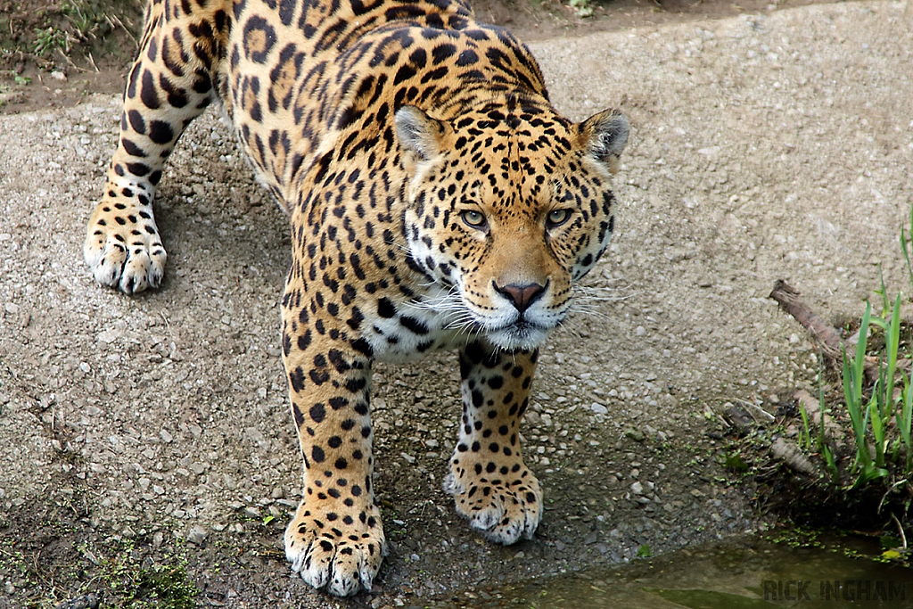 Jaguar