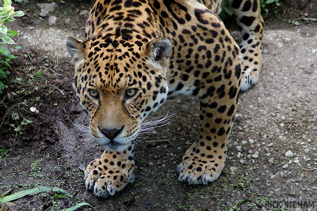 Jaguar