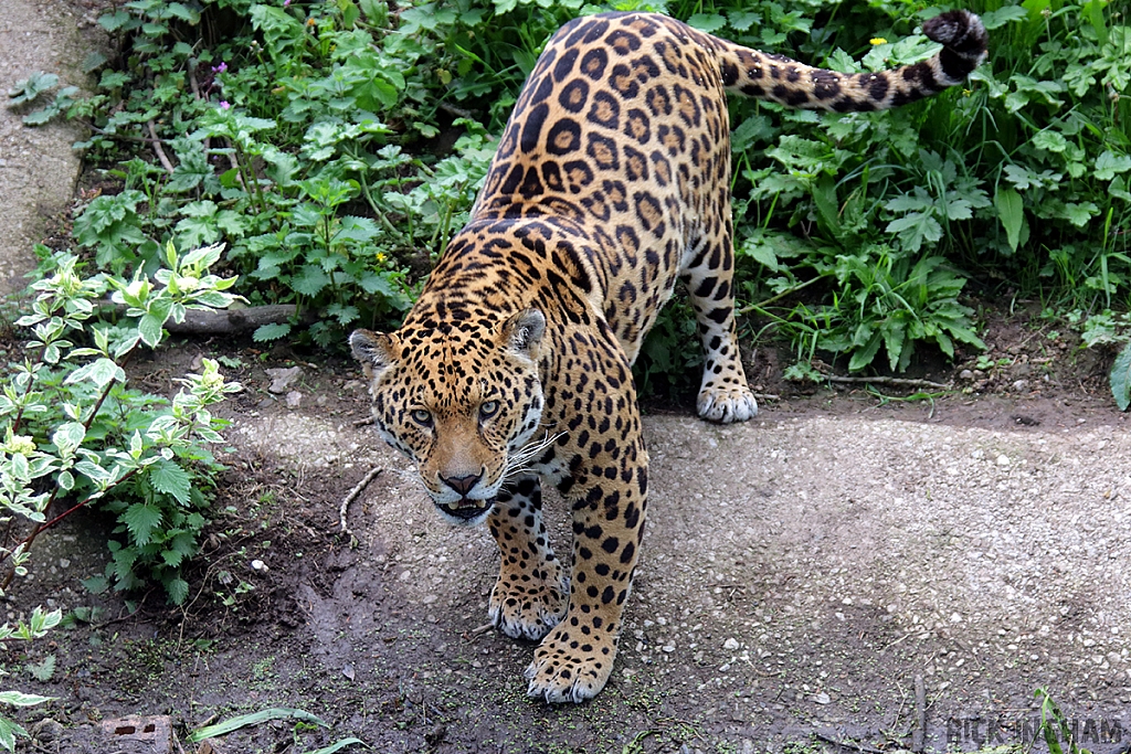 Jaguar