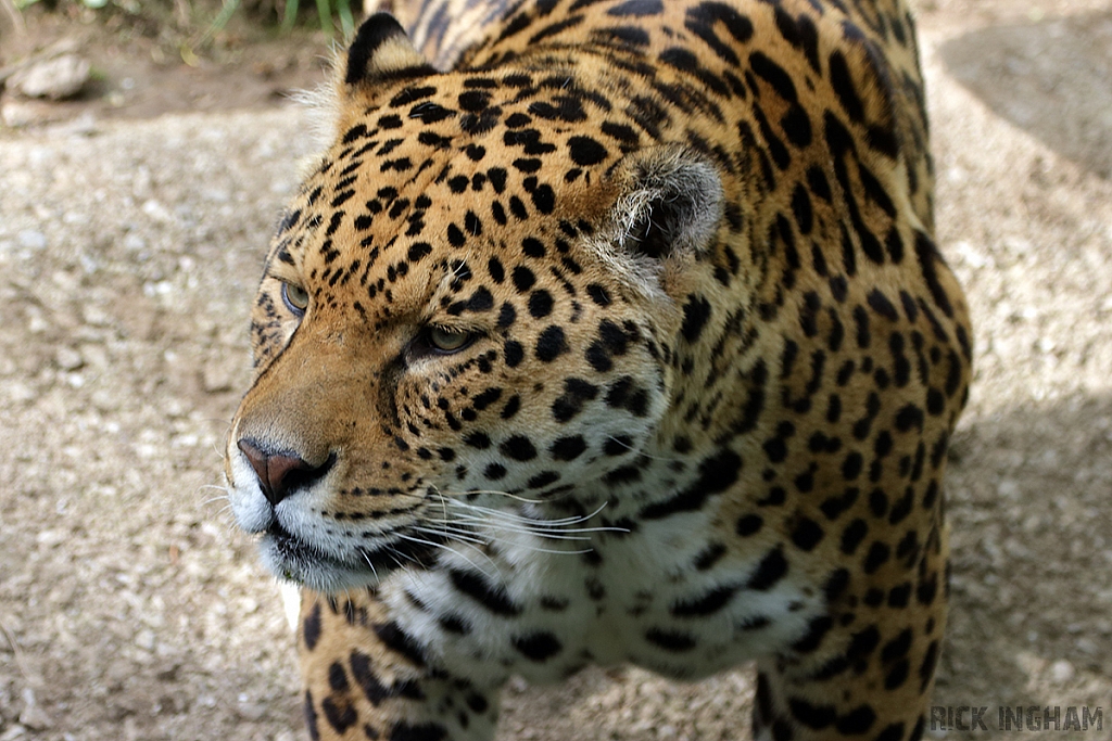 Jaguar