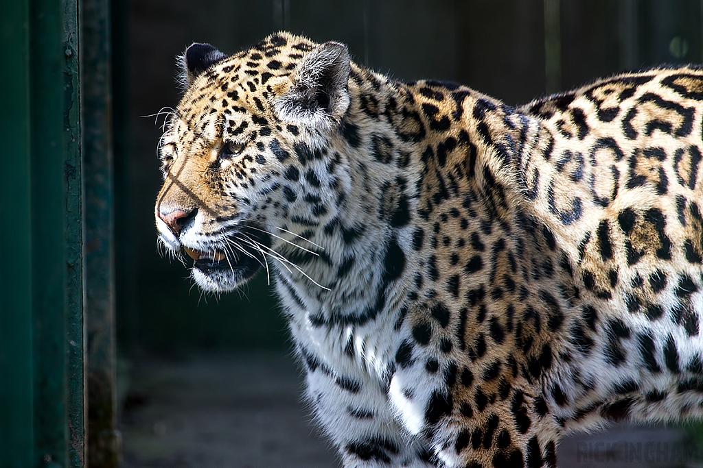 Jaguar